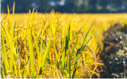 聚焦食品安全丨國抽視角之食用農(nóng)產(chǎn)品篇